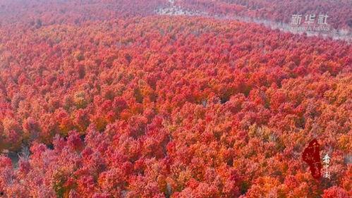 枫林视频,捕捉生活瞬间，展现人间真情