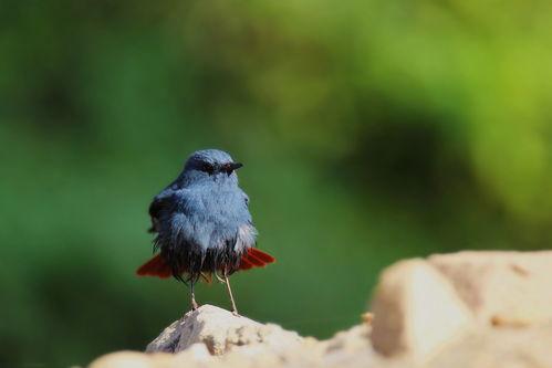 金翅鸟叫声视频,自然之美尽收眼底