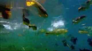 食人鱼视频亚马逊,揭秘致命水族馆的生存法则