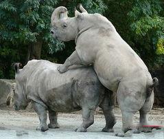 犀牛的交配视频,自然界的浪漫瞬间