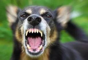 狗咬人视频,街头恶犬咬人事件全程回顾