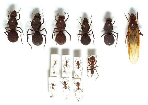 蚂蚁科普视频,揭秘蚂蚁世界的奇妙与智慧