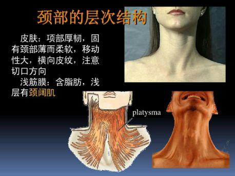 颈椎解剖视频,揭秘人体脊椎的“守护者”