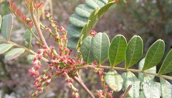 春羽的繁殖方法视频,视频详解繁殖方法与步骤