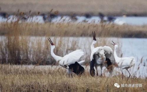 鹤舞的视频,探寻自然之美与和谐共生