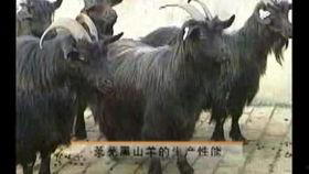 黑山羊的视频,草原牧场的灵动精灵